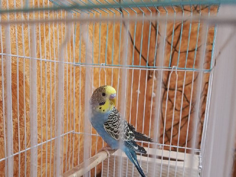 ببغاء بادجي