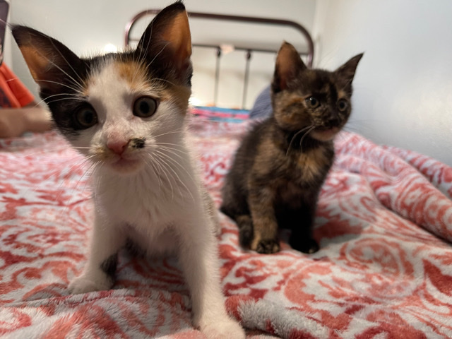 Selling Two cats for $340