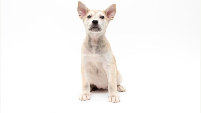 Labrador Husky – German Shepard & Huskie Mix