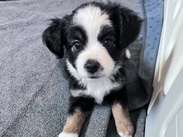 Miniature Australian Shepherd – black tri mini/toy Aussie purebred – Antelope