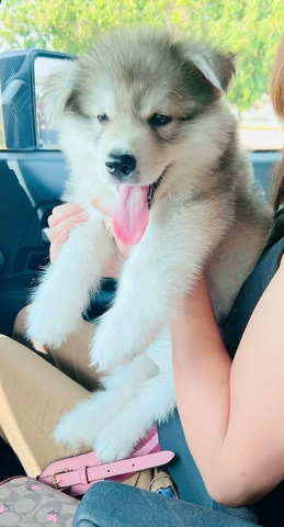 Alaskan Malamute – Alaskan Malamute