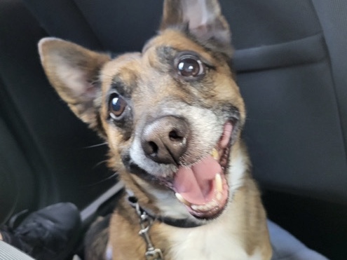 Jack Russell Terrier – Sparky – Colchester