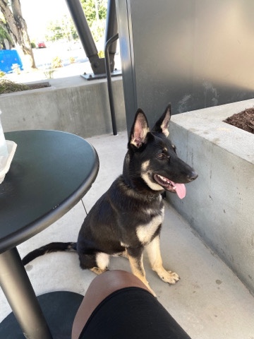 German Shepherd – Brownie. Trying to rehome her to an active family