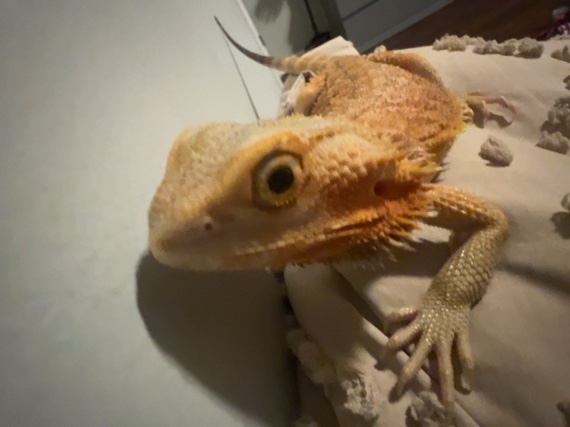 Lizard – bearded dragon – Lexington