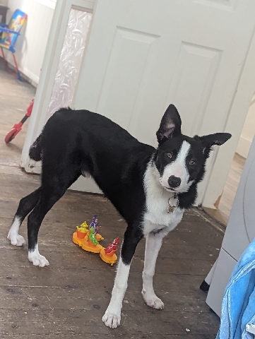 Border Collie – border collie
