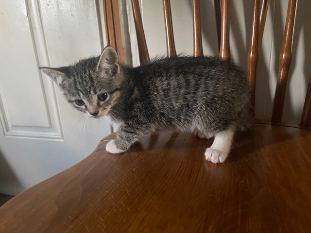 Russian White, Black and Tabby – Kittens