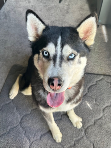 Siberian Husky – Rehome