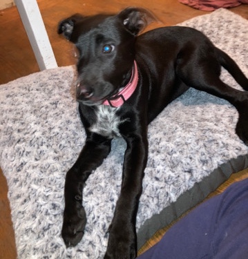 American Pit Bull Terrier – puppy for sell