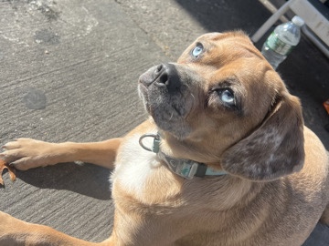 Puggle – puggle mix needs a new home – New York