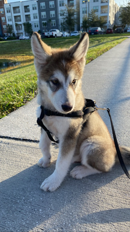 Alaskan Malamute – Saint (Alaskan Malamute)