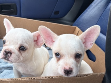 French Bulldog – Bulldoggen mix – Moormerland