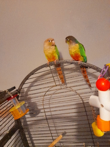 Green-Cheeked Conure – 2 beautiful conure parrots