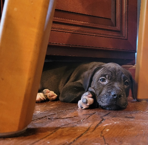 Cane Corso – cane corso/bully mix