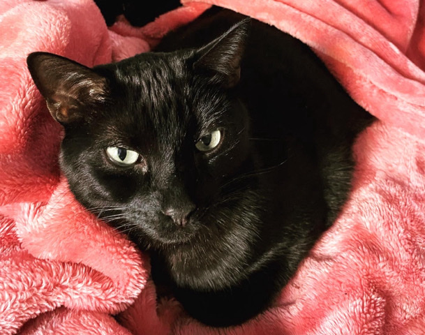 Felix Needs a New Loving Home