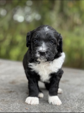 Poodle – Black Bi Female Aussiedoodle