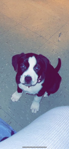 Border Collie – Rehoming Puppy ‼️