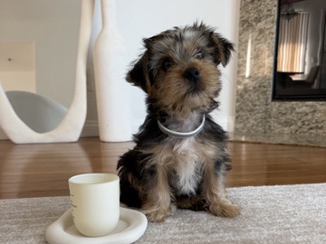 Yorkshire Terrier – cute male Yorkie – Los Angeles