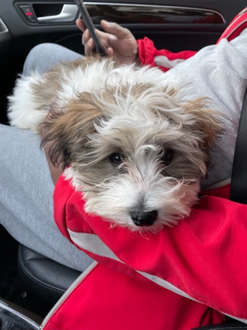 lovable energetic fur baby 