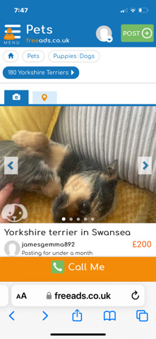 Yorkshire Terrier – Yorkshire Terrier