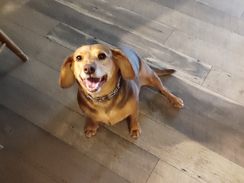 Daphne, free to good home – St. Augustine