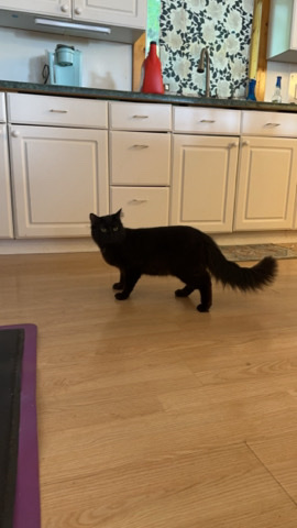 Chantilly-Tiffany – rehoming cat
