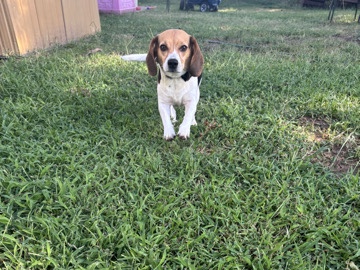Beagle – Callie – Tulsa