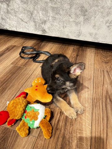 German Shepherd – Prancer German Shepard Puppy