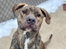 American Pit Bull Terrier - Riblet available for adoption in Schaumburg