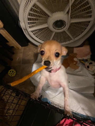 Chihuahua – chihuahua
