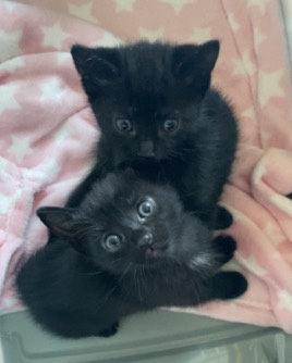 2 female kittens
