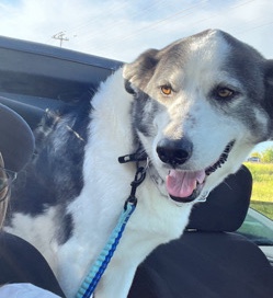 Siberian Husky – Husky/pyreenes for adoption