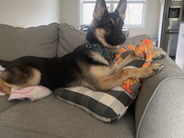 German Shepherd – German shepherd – Peekskill