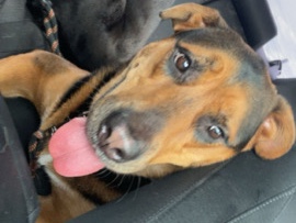 Mixed Breed – ASAP NEED REHOMING – Tampa