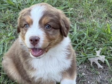 Australian Shepherd – Australian Shepherd – Walnut Springs