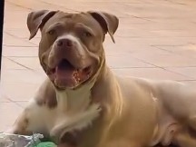 American Pit Bull Terrier – Busca hogar urgentemente – Rubí