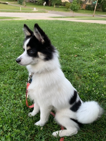 Siberian Husky – Pomsky Dod