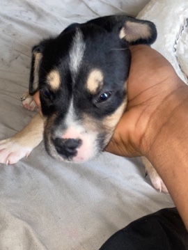Rottweiler – rotweiler mix puppies