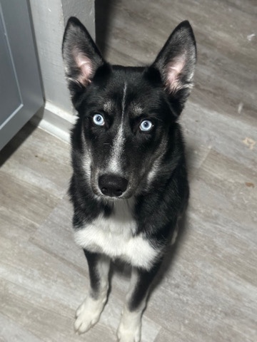 Labrador Husky – Husky Lab Mix