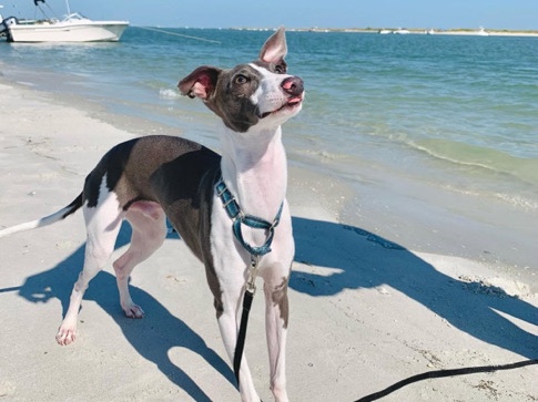 Italian Greyhound