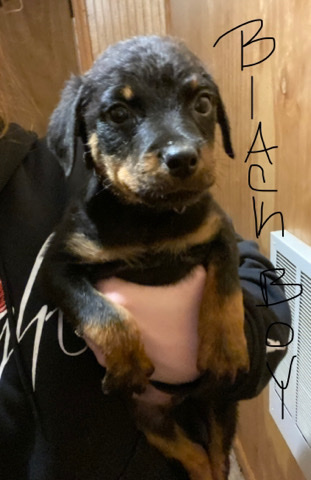 Rottweiler – AKC registered Rottweiler puppy