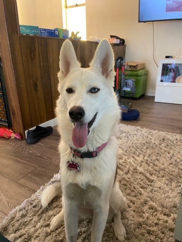 Siberian Husky – beloved 2.5 year old Siberian Husky Female