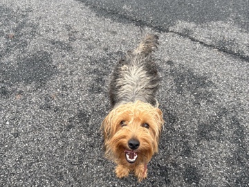 Yorkie Poo – Yorkie Puppy – 11 Months Old – Needs Loving Home ASAP – Brookhaven