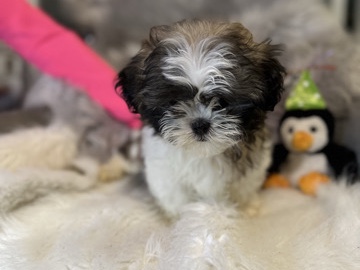Shih Tzu – Micro Mini Shih – Middletown