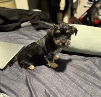 Chihuahua – Just One More Pup Left