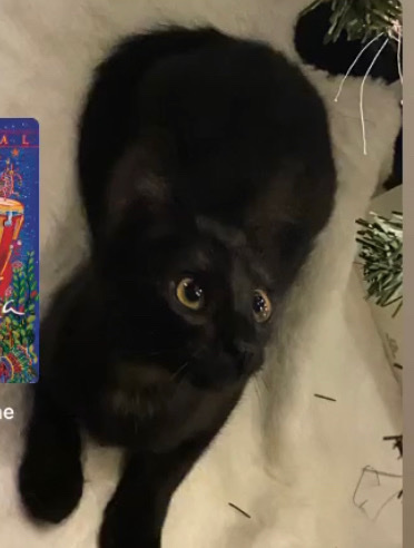 American Shorthair – Faye needs a home!!