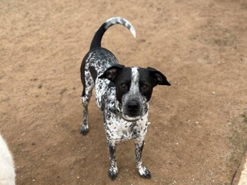 German Shorthaired Pointer – Looking for a new home – Midland
