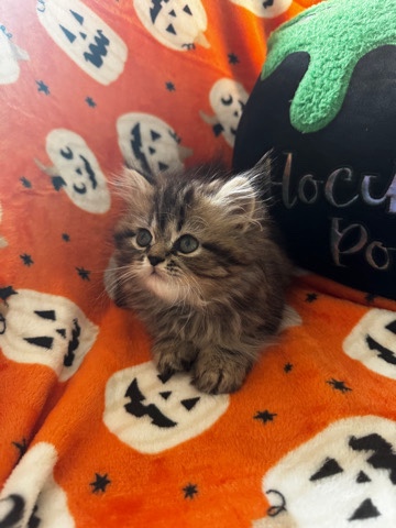 Persian (Modern) – Persian 8 Week Old Female Tabby Brown