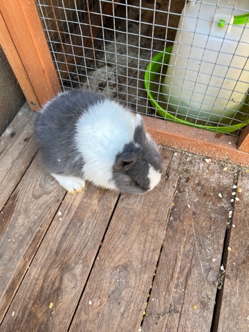 bunnies