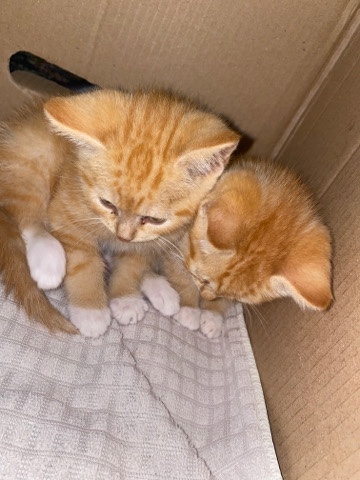 two kittens