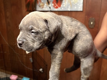 American Pit Bull Terrier – American Pocket bully puppies – Indianapolis